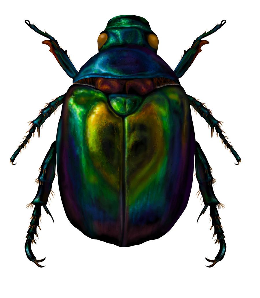 900x1033 scarab beetle - Scarab Beetle Drawing