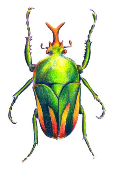 401x600 How To Draw A Beetle - Scarab Drawing