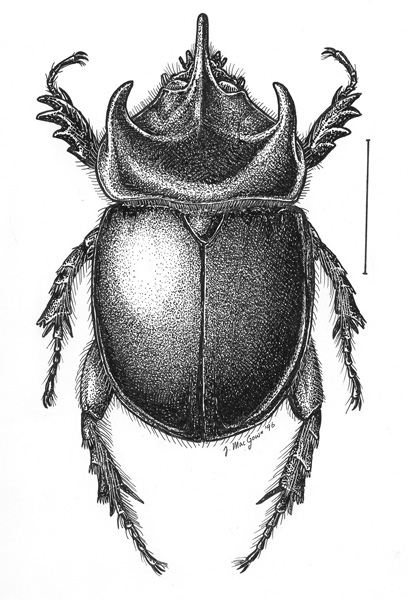 408x600 images of scarab beetle drawing - Scarab Drawing