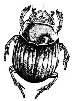 236x333 black scarab drawing - Scarab Drawing
