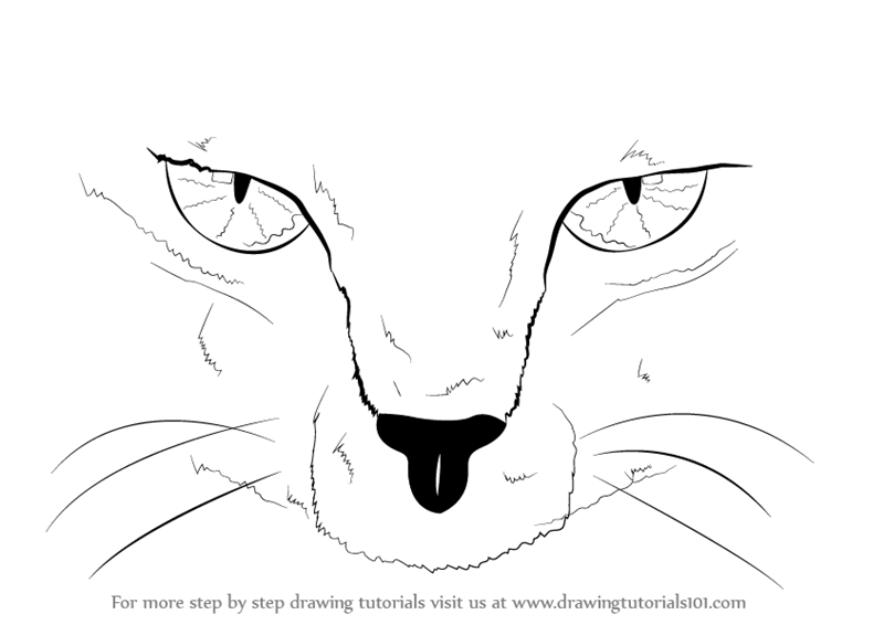 800x566 Learn How To Draw Scary Cat Eyes - Scared Cat Drawing