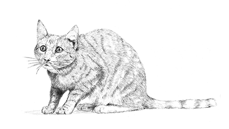 460x260 understanding your cat's behaviour and body language arabia - Scared Cat Drawing