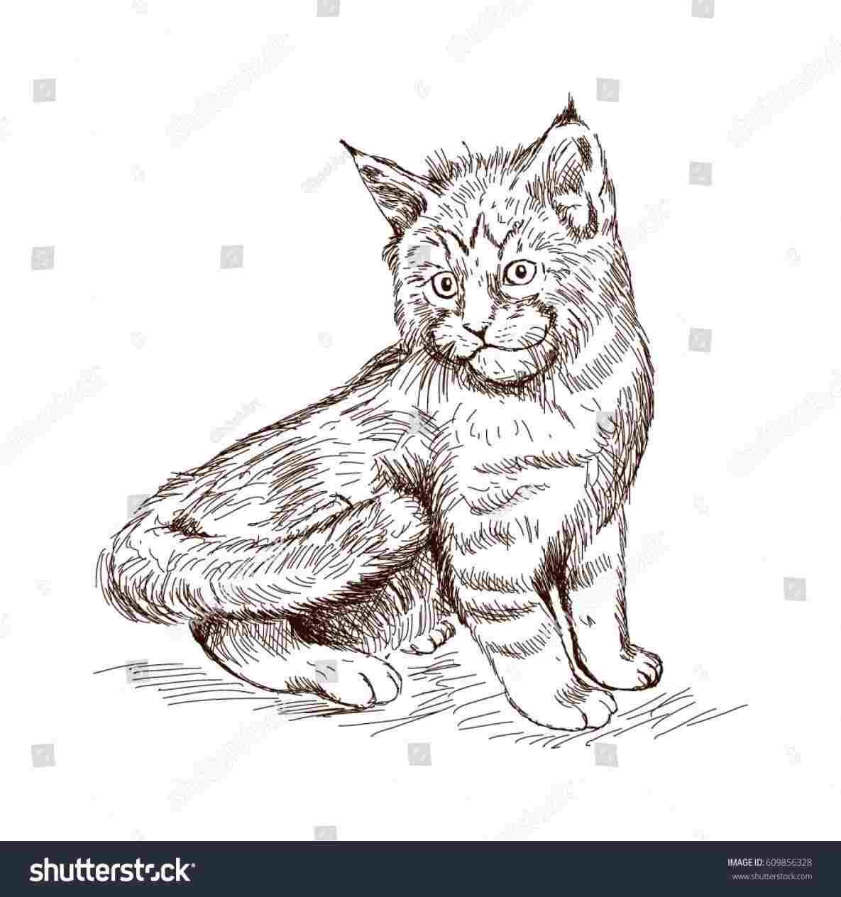 Scared Cat Drawing at PaintingValley.com | Explore collection of Scared ...