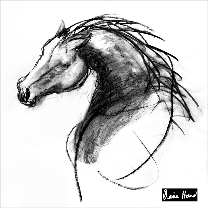 800x800 stallion silk scarf drawing of horse - Scarf Drawing