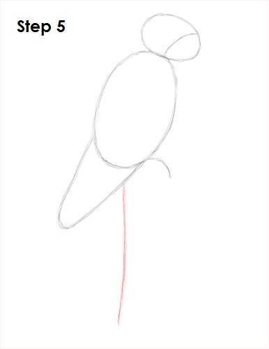 386x500 how to draw a scarlet macaw - Scarlet Macaw Drawing