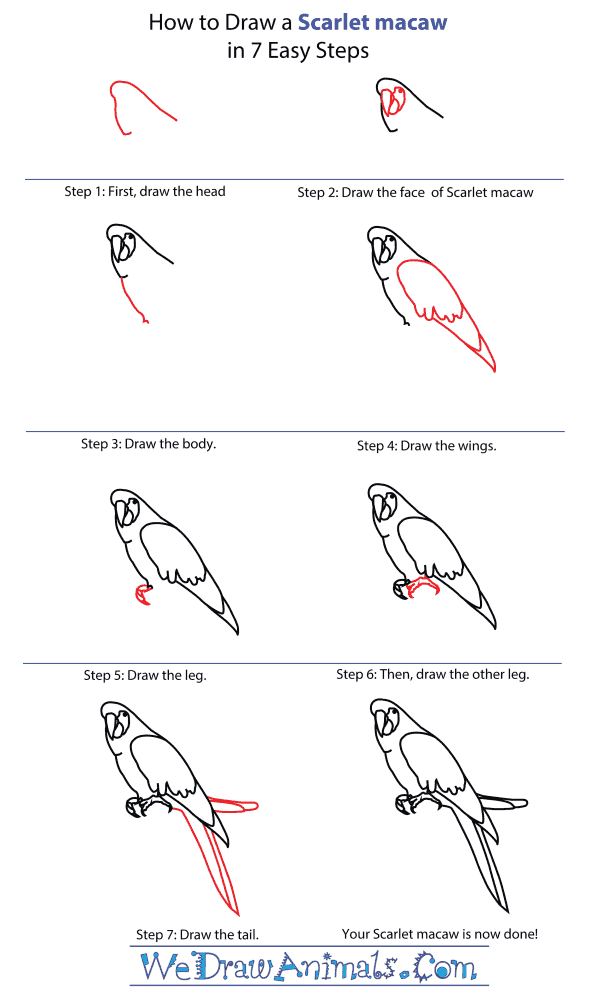 600x1000 how to draw a scarlet macaw - Scarlet Macaw Drawing