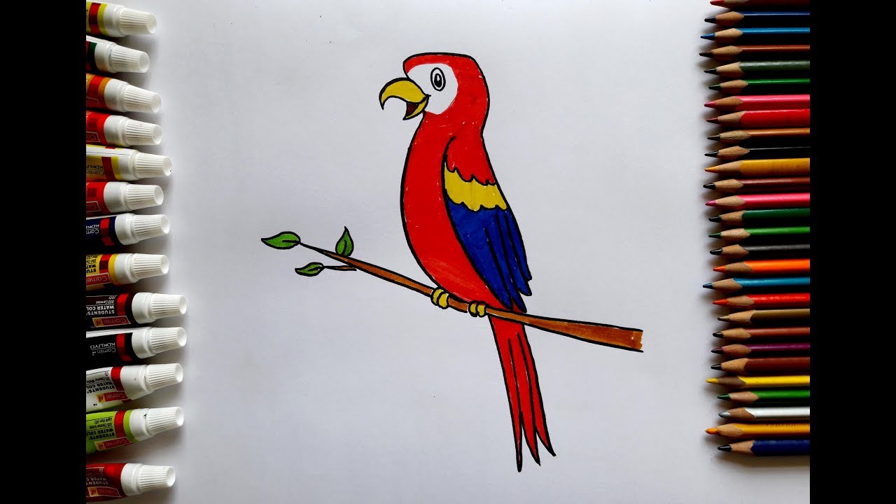 Scarlet Macaw Drawing at PaintingValley.com | Explore collection of ...