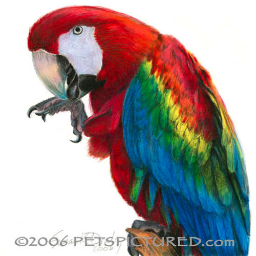 500x500 scarlet macaw - Scarlet Macaw Drawing