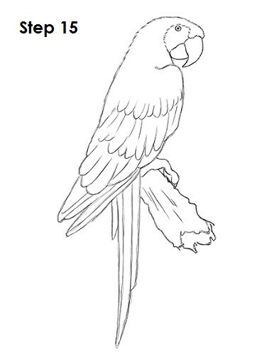 386x500 scarlet macaw drawing drawings, parrot - Scarlet Macaw Drawing
