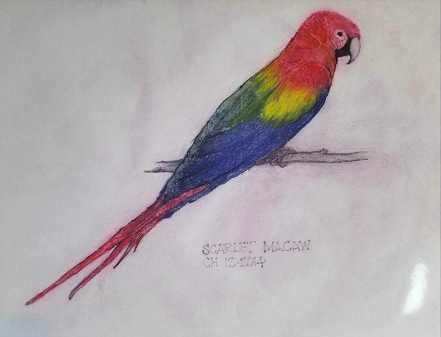 900x689 scarlet macaw drawing - Scarlet Macaw Drawing