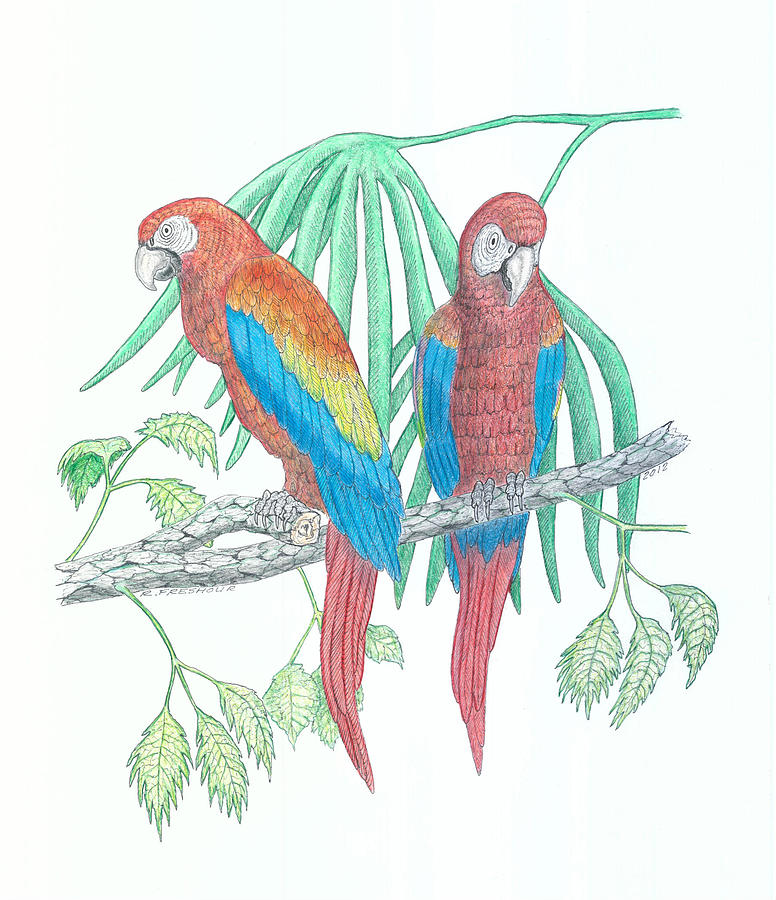 776x900 scarlet macaw drawing - Scarlet Macaw Drawing