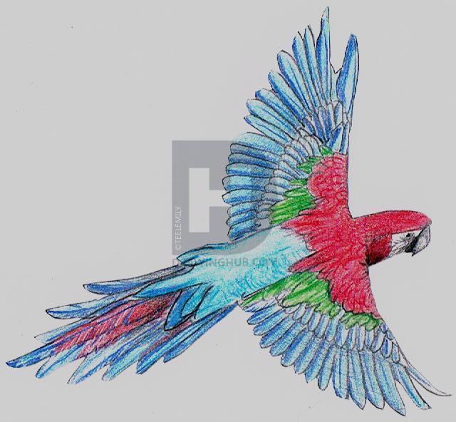 640x592 scarlet macaw drawing - Scarlet Macaw Drawing