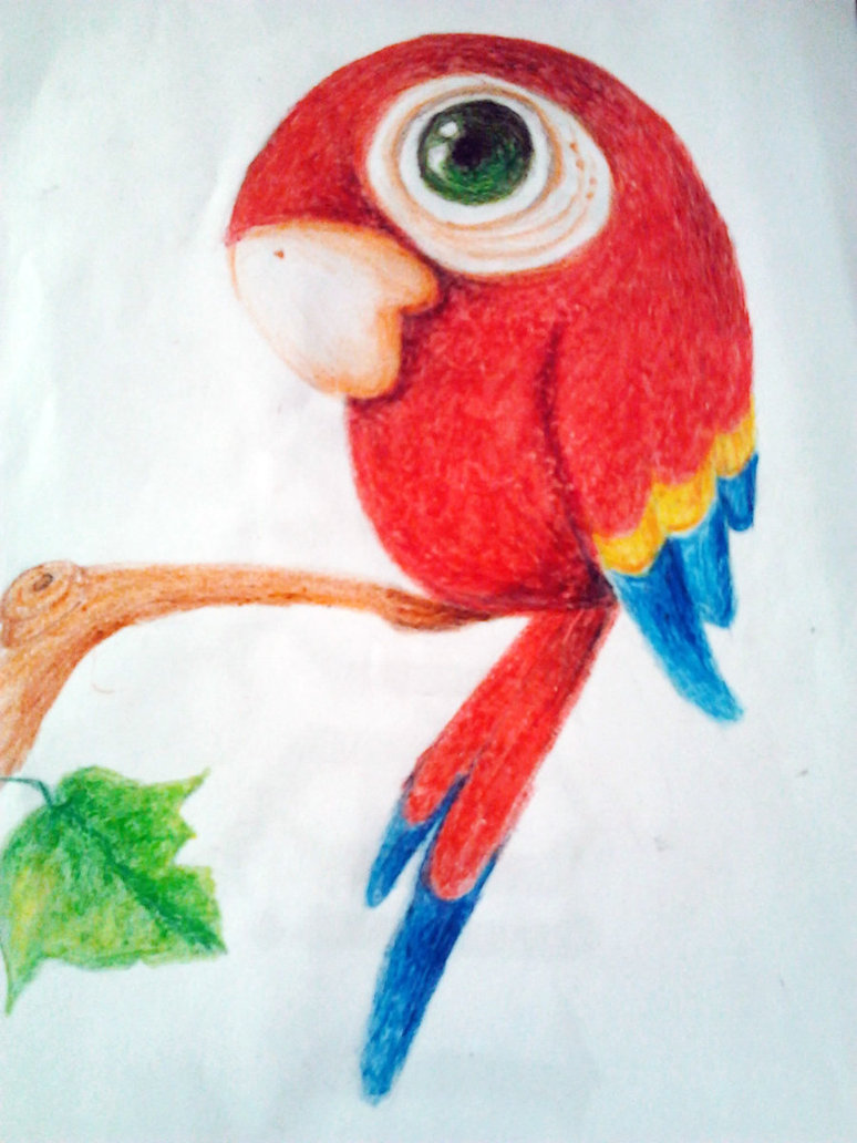 774x1032 scarlet macaw drawing - Scarlet Macaw Drawing