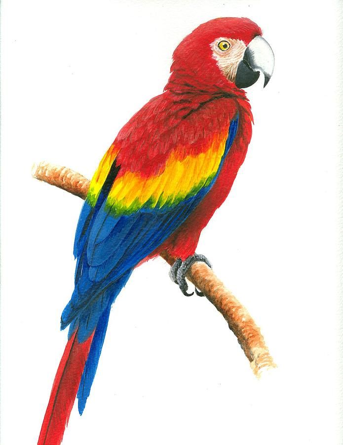 695x900 scarlet macaw painting - Scarlet Macaw Drawing