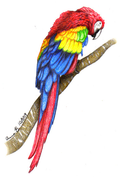 Scarlet Macaw Drawing at PaintingValley.com | Explore collection of ...