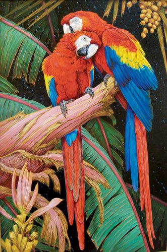 331x500 scarlet macaw drawing tattoo parrot tattoo, parrot drawing - Scarlet Macaw Drawing