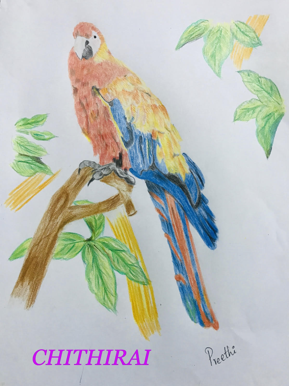 Scarlet Macaw Drawing at PaintingValley.com | Explore collection of ...