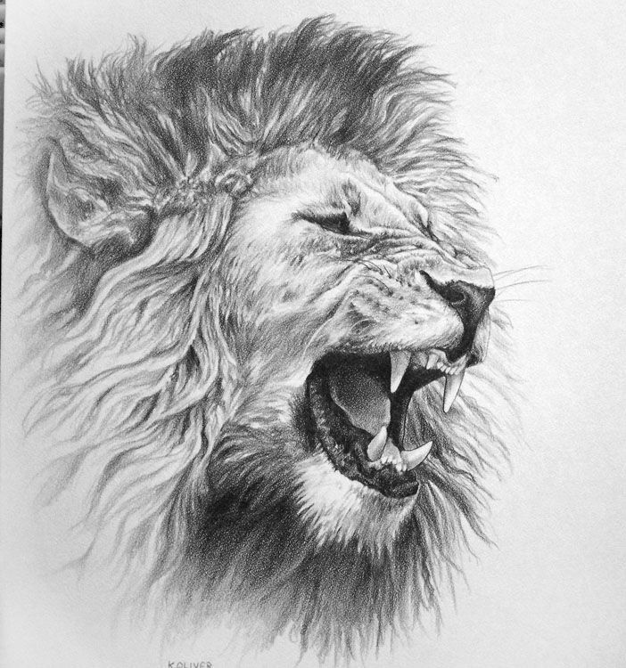 Scary Lion Drawing at PaintingValley.com | Explore collection of Scary