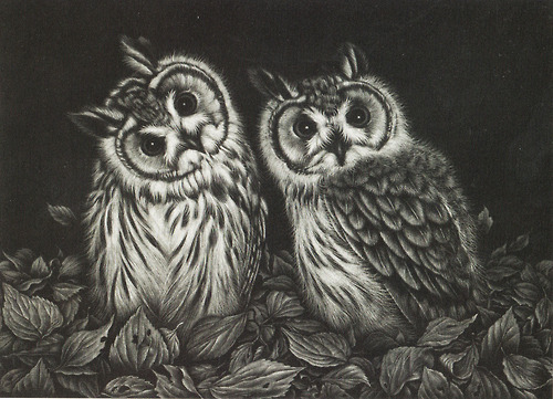 500x361 Image About Cute In Djur - Scary Owl Drawing
