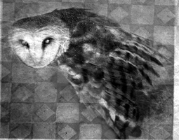 255x200 the hoot owl of death the supernatural fox sisters - Scary Owl Drawing