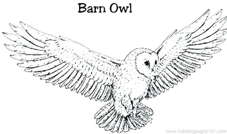 728x430 Coloring Pages Halloween Pumpkin Free Printable Scary Barn Owl - Scary Owl Drawing