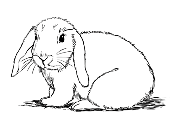 600x450 How To Draw A Bunny Step - Scary Rabbit Drawing