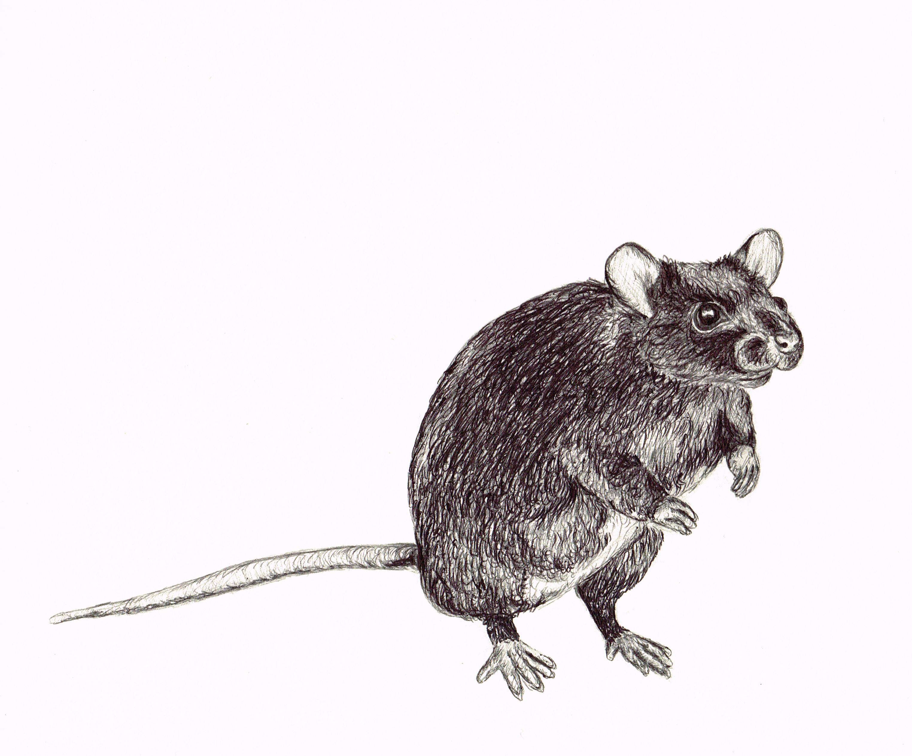 Scary Rat Drawing at Explore collection of Scary