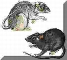 220x197 Tampa Rat Control - Scary Rat Drawing