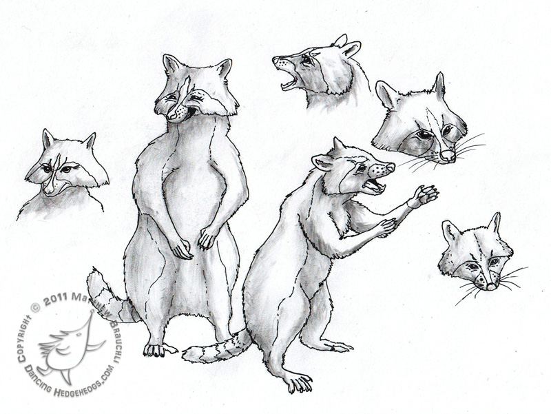 800x601 raccoon drawing possum for free download - Scary Rat Drawing