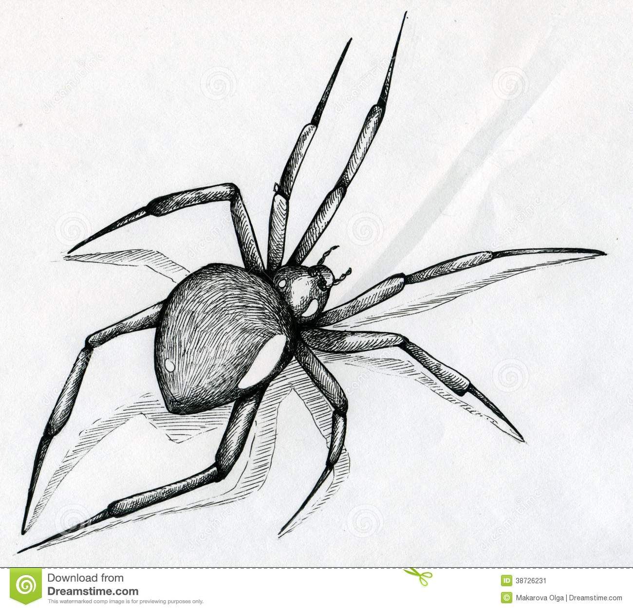 1300x1255 Black Widow Spider Drawing Stock Image - Scary Spider Drawing