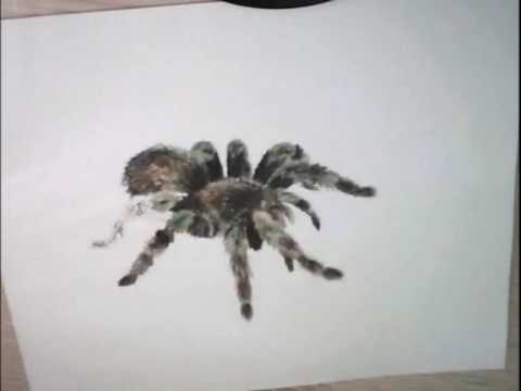 480x360 Scary Spider Speed Drawing - Scary Spider Drawing