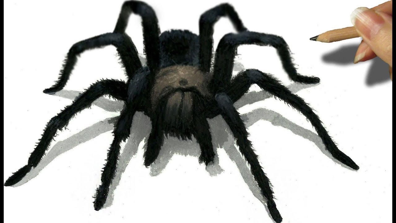 Scary Spider Drawing at Explore collection of
