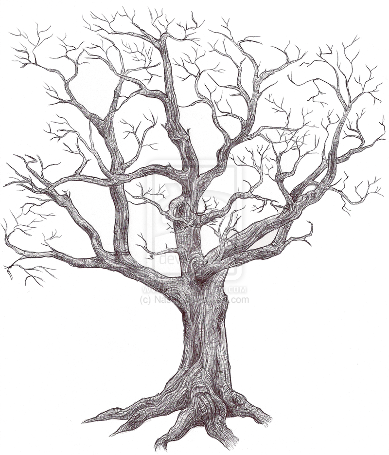 800x935 Tree Sketches Black And White - Scary Tree Drawing