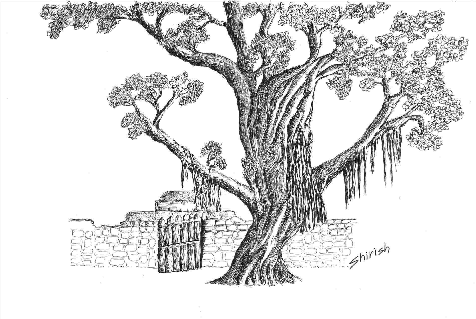 Баньян дерево Sketch