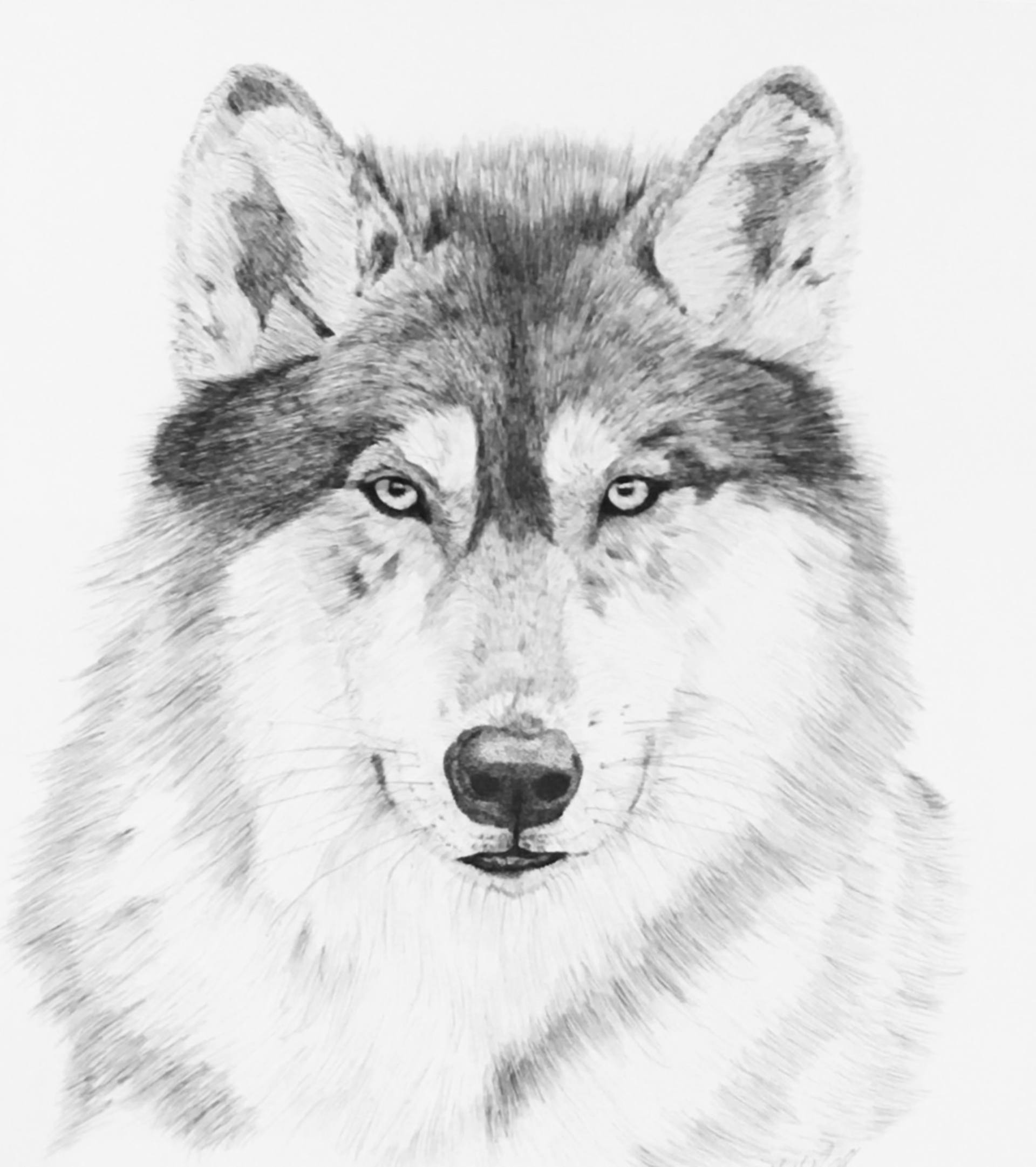 Scary Wolf Drawing at Explore collection of Scary