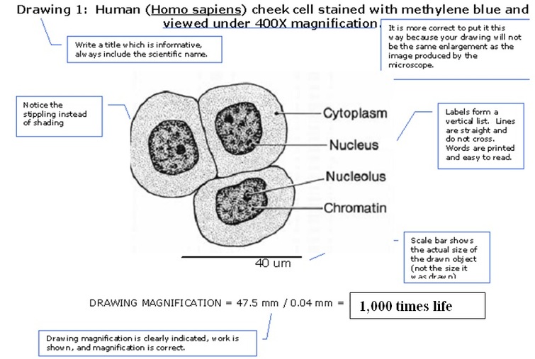 755x507 lab drawings - Scheme Drawing