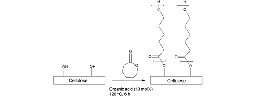850x326 scheme schematic drawing of the grafting of cellulose with pcl - Scheme Drawing