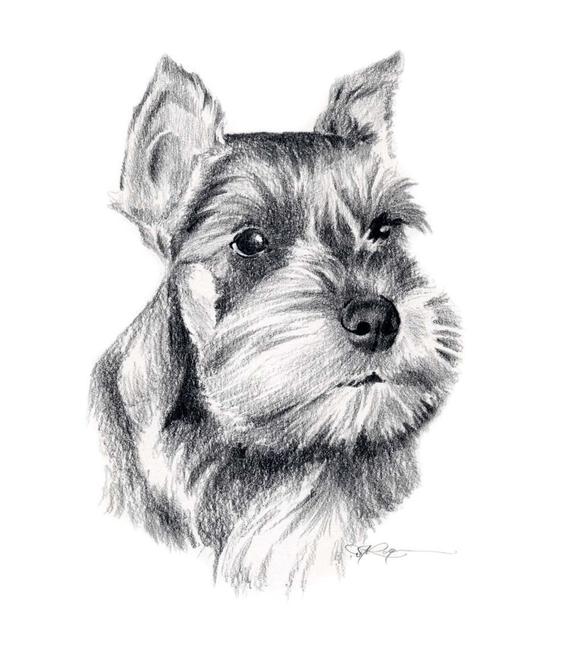 570x650 miniature schnauzer dog pencil drawing art print - Schnauzer Drawing