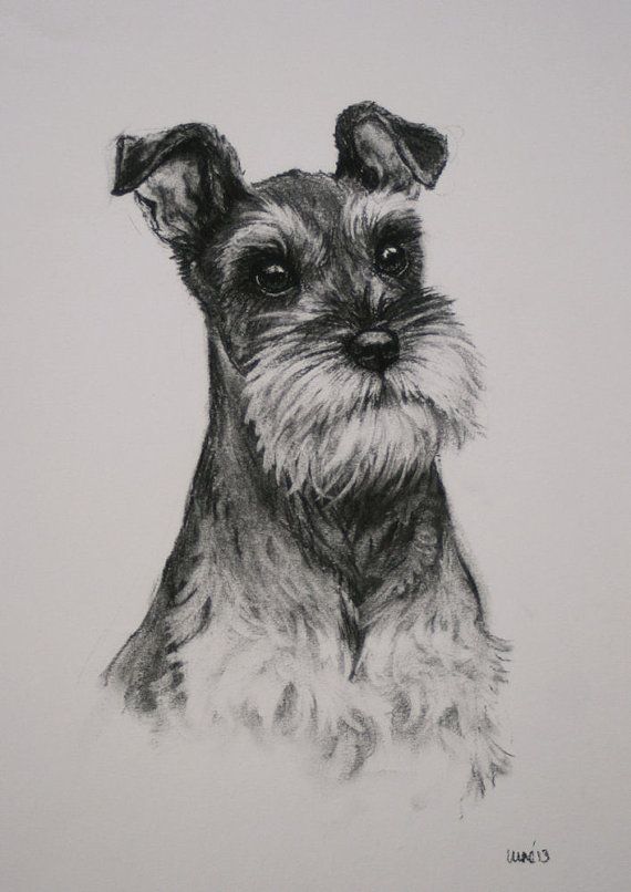 570x806 miniature schnauzer terrier dog fine art limited edition print - Schnauzer Drawing