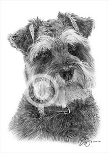 Schnauzer Drawing at PaintingValley.com | Explore collection of ...