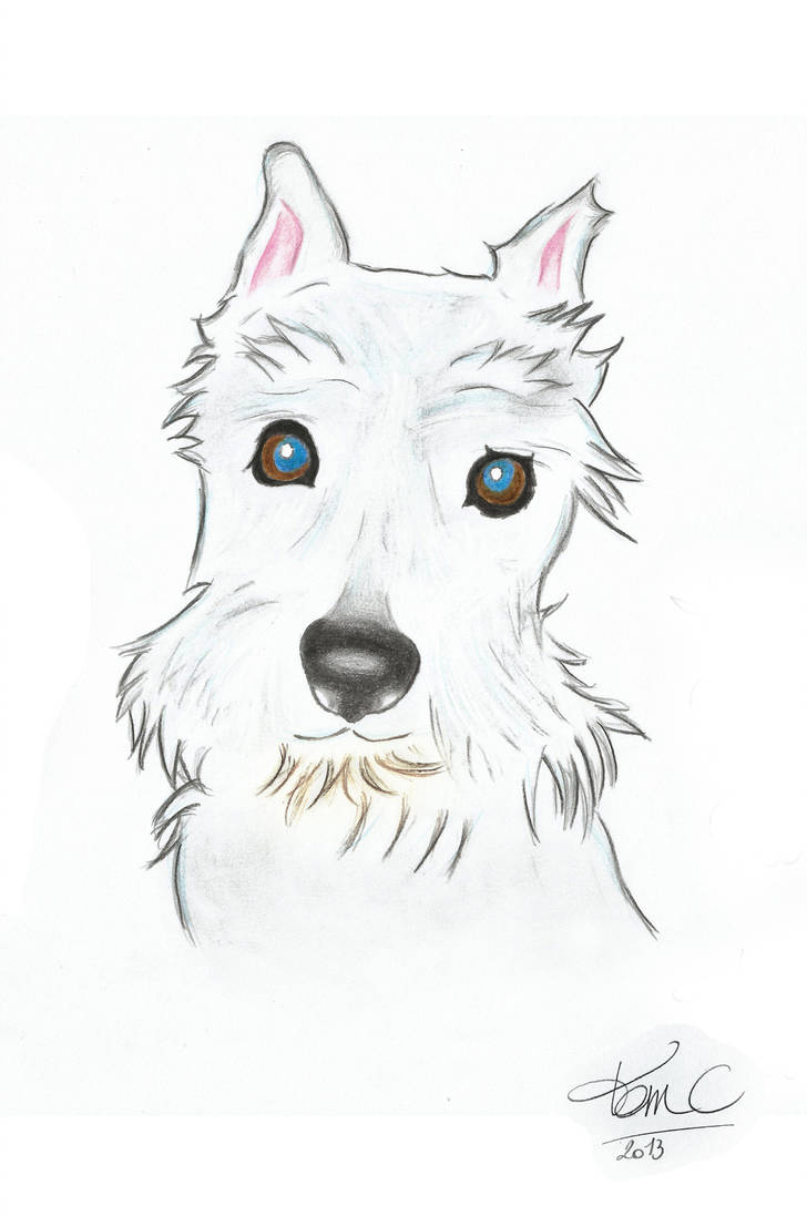 728x1097 schnauzer - Schnauzer Drawing