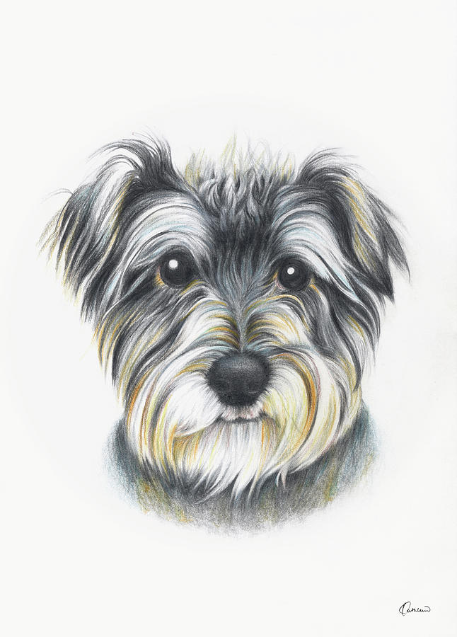 646x900 schnauzer drawing - Schnauzer Drawing