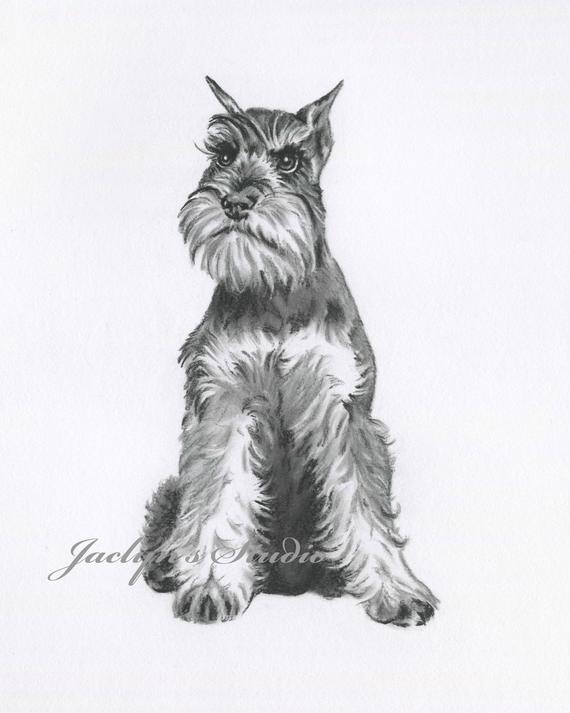 570x713 schnauzer art schnauzer drawing giclee etsy - Schnauzer Drawing