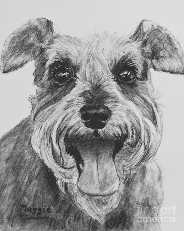 720x900 schnauzer dog print drawing - Schnauzer Drawing