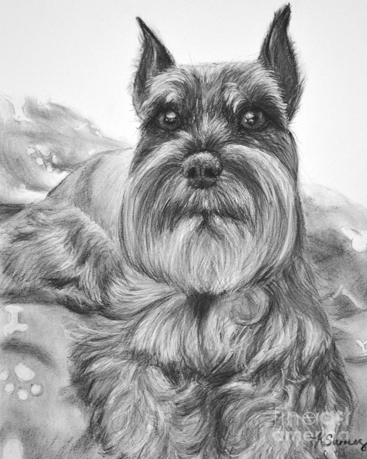 720x900 schnauzer drawing bailey drawing - Schnauzer Drawing