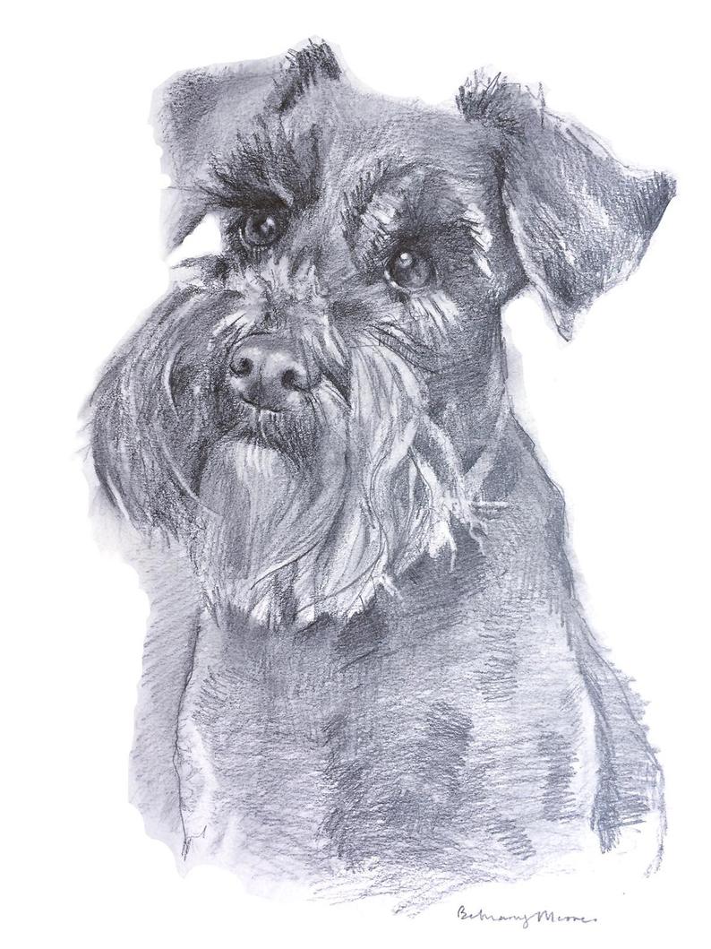 794x1059 schnauzer drawing original pencil drawing of a schnauzer dog etsy - Schnauzer Drawing