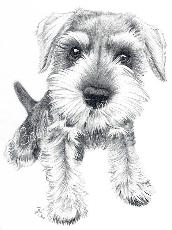 570x760 schnozz inch art print schnauzer dog - Schnauzer Drawing