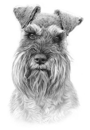 289x416 miniature schnauzer drawing - Schnauzer Drawing