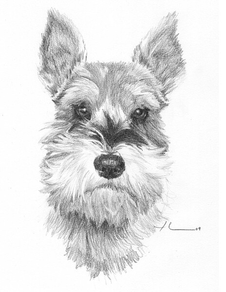 464x600 wp lg schnauzer drawing - Schnauzer Drawing