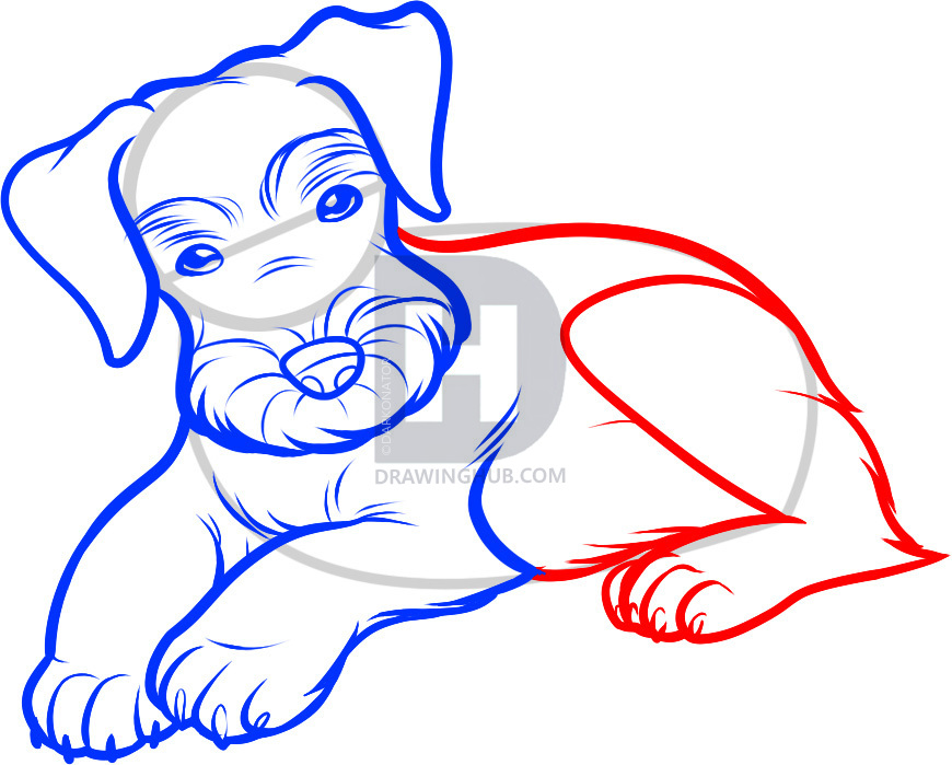 870x699 how to draw a schnauzer, schnauzer, step - Schnauzer Drawing